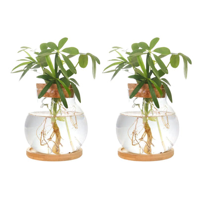CHPINDAM Plant Propagation StationHydroponic Glass Container Vase Jars with Wooden Saucer for Desks Houses Garden Decorations Home Kitchen Decorations and Gifts for Plant Lovers (2)